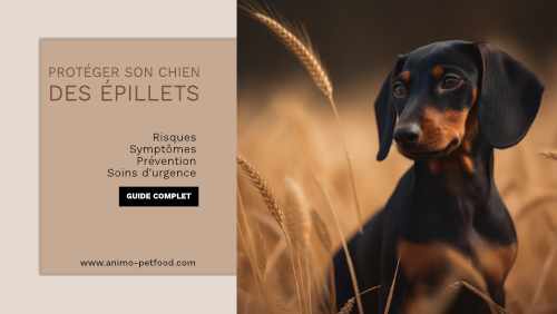 Guide complet pour protéger les chiens des épillets - Risques, symptômes, prévention et soins d'urgence